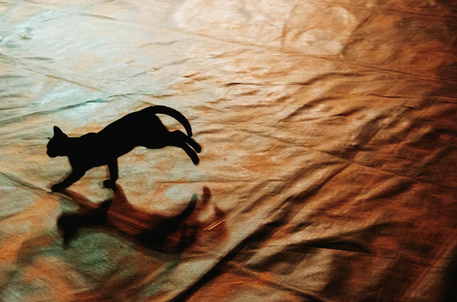 un gato corriendo a las 3 am